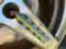 preview Ford Focus #3